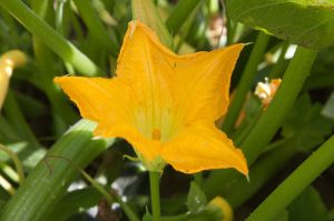Cucurbita_pepo_Squash_Blossom_and_petal_lobes